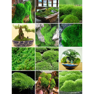 青苔藓鲜活苔藓微景观植物盆景盆栽水陆缸假山草造景材料白发藓短绒青苔- 大灰藓(15*8)cm 5盒