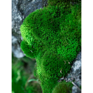 青苔藓鲜活苔藓微景观植物盆景盆栽水陆缸假山草造景材料白发藓短绒青苔- 大灰藓(15*8)cm 5盒