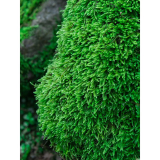 青苔藓鲜活苔藓微景观植物盆景盆栽水陆缸假山草造景材料白发藓短绒青苔- 大灰藓(15*8)cm 5盒