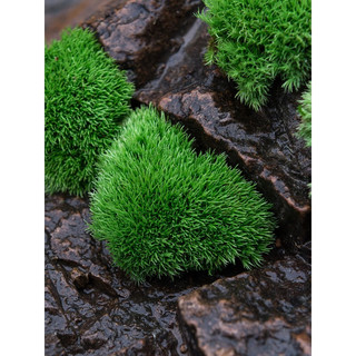 青苔藓鲜活苔藓微景观植物盆景盆栽水陆缸假山草造景材料白发藓短绒青苔- 大灰藓(15*8)cm 5盒