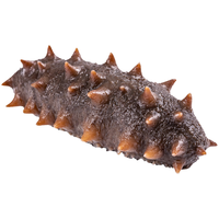 弹指鲜生大连冷冻鲜食海参 辽刺参 开袋即食年货礼盒 礼盒 加大号鲜食12-16只/斤*2 礼盒装