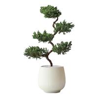 意轩五层塔松盆栽送老人祝寿绿植盆景真室内松鹤延年植物退休开业 五层塔松盆景白色盆