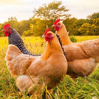 青草家 童子鸡 三黄鸡 650g*3只装