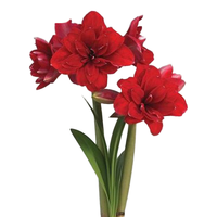 纵观天下朱顶红种球 荷兰朱顶红种球 大球盆栽花卉 当年开花 大球双龙 不含盆