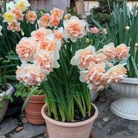 重瓣洋水仙种球四季室内开花盆栽花卉冬季耐寒水培土培花种子