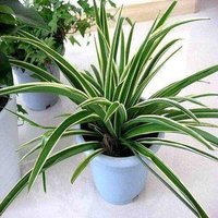 【云仓】吊兰植物垂吊客厅办公室内吊篮绿植盆栽花卉大全真花阳台金边吊兰 金边吊兰 含盆