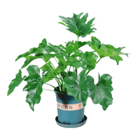 萌肉居春羽盆栽花卉水生绿植观叶植物/小春羽20厘米高3棵源头直发
