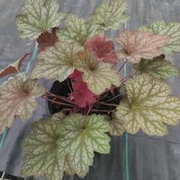 矾根盆栽花卉植物室内花苗四季常青观叶耐寒绿植庭院阳台花卉