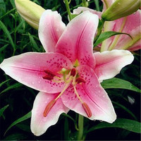 室内外盆栽花卉植物香水百合种球百合花种球花苗绿植盆栽花卉植物 亚特 西伯利亚种