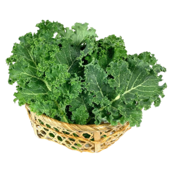 京鲜生 云南羽衣甘蓝净重2斤装 轻食 榨汁凉拌新鲜蔬菜 源头直发 云南羽衣甘蓝2斤