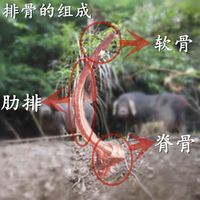 排骨 新鲜猪肋排黑猪排农家散养猪排骨猪小排前排肋排批发 3斤猪排骨 顺丰包邮
