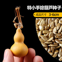 肉总管小葫芦籽手捻文玩八宝观赏盆栽稀有大葫芦种子大全种苗秧葫芦籽种 特小手捻50粒