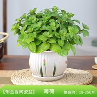 薄荷盆栽水培薄荷叶新鲜可食用迷迭香驱蚊植物室内绿植花卉柠檬草