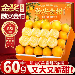 四叔公果蔬 融安脆蜜金桔金柑第三代金桔蜜桔年货节水果礼盒 5斤