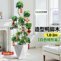 造型鸭脚木室内盆栽鸭掌木净化空气办公室客厅四季大型真绿植物