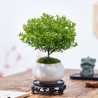 小叶赤楠盆栽室内桌面客厅好养花卉绿植净化空气四季常青盆景植物