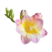 虹越香雪兰小苍兰种球一代球可盆栽地栽园艺多年生好养易种花