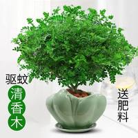 清香木盆栽防驱蚊草胡椒木绿植物四季好养室内花卉九里香树苗盆景