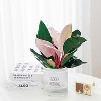 中梦水培春羽龙鳞大叶老桩桌面水培植物室内办公室绿植春雨 粉公主+自动吸水盆