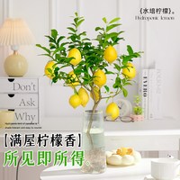 水培植物室内好养水培柠檬玻璃瓶无土纯水培绿植水养水果好养易活