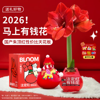 京东鲜花 朱顶红礼盒版 鲜花 1枝 蜡球周长25-27cm