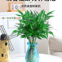 竹柏水培植物夏季驱蚊室内水养绿植花卉小盆栽四季好养大苗老桩