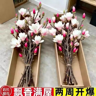 荔雅 鲜切水培玉兰花 10枝