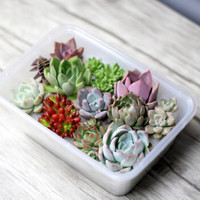 婩菊多肉植物稀有品种贵货老桩多头肉肉组合盆栽 不重复多肉10颗 不含盆