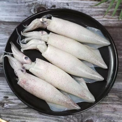 连海肴 新鲜速冻大号笔管鱼 生冻笔管鱼 3斤(净重)