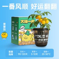 Sunshine Little Grass 阳光小草 植物种植杯 水培植物 黄番茄礼盒