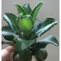 不死鸟大叶落地生根多肉植物室内盆栽绿植 大苗 含盆