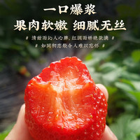 三萌果蔬 红颜草莓大凉山99奶油草莓水果年货