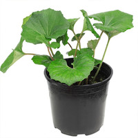 上客来大叶吴风草盆栽花镜植物四季常绿耐寒庭院好养多年生绿植花园造景 大吴风草2加仑