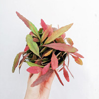 梦茜儿红叶丝苇热带雨林仙人掌昙花不怕晒垂吊植物盆栽玉珊瑚晒太阳更的 红叶丝苇中盆部分发色