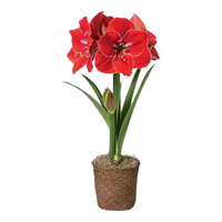 萌肉居朱顶红土朱种球绿植盆栽地栽单瓣朱顶红对子莲球根1个源头直发