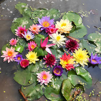 虹毅睡莲池塘养殖水生水培植物四季睡莲花苗种根水养花卉庭院盆栽开花 大睡莲红色3颗（带芽） 裸根不带土