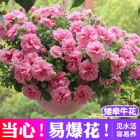 重瓣矮牵牛盆栽带花苞进口垂吊牵牛花四季好养易爆盆阳台庭院花卉