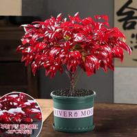 优跃 耐寒火焰南天竹盆栽  送加仑盆