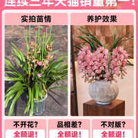 大花蕙兰带花苞盆栽年宵花兰花植物室内鲜花花卉客厅绿植耐寒惠兰