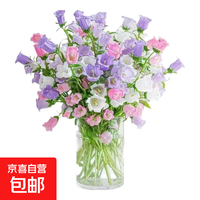 风铃花 风铃草 鲜切花 1束 白色紫色粉色