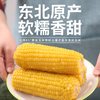 玉米新鲜糯玉米新鲜非即食粘糯真空减黏餐肥甜糯玉米