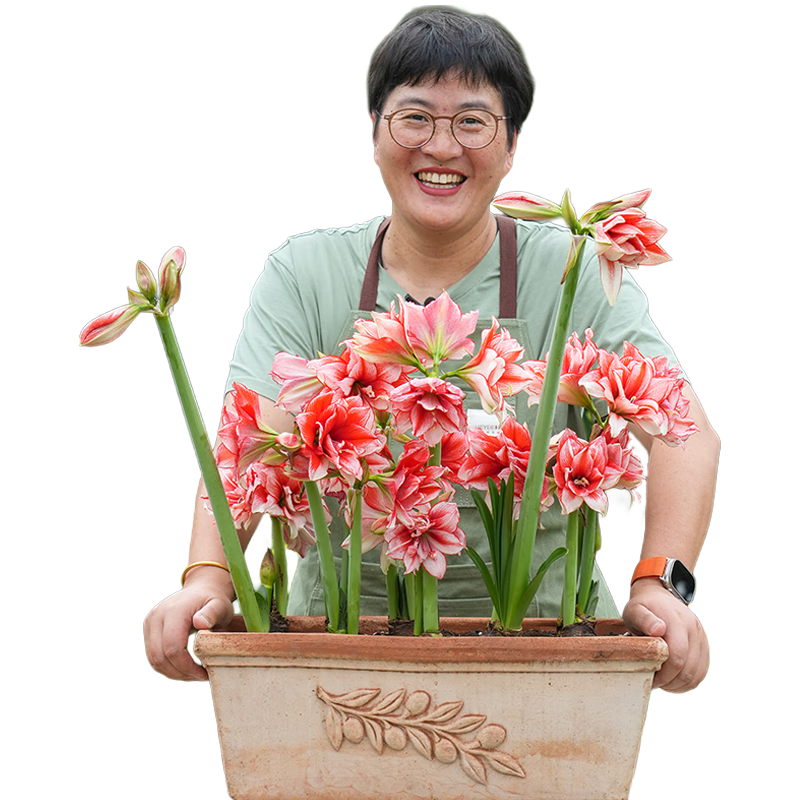  海蒂的花园 源头直发 朱顶红  其他