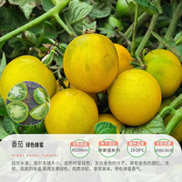 虹越家庭菜园番茄种子 园艺家番茄种子阳台露台室外种植果蔬种子HA 番茄 ”绿色蜂蜜“（3粒）