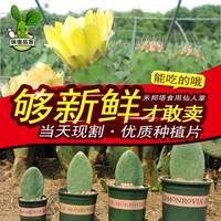 旺之春可食用米邦塔仙人掌盆栽新鲜药用外敷内服美容墨西哥米邦塔植物 【药用食用外敷】2斤7年片 不含盆