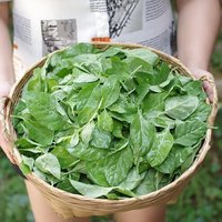 枸杞菜专吃叶子菜枸杞头叶子现摘现发当季蔬菜枸杞叶新鲜食用 枸杞纯叶无梗0.5斤（泡沫箱+冰袋）