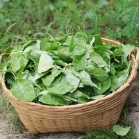 枸杞菜专吃叶子菜枸杞头叶子现摘现发当季蔬菜枸杞叶新鲜食用 枸杞纯叶无梗2斤(泡沫箱+冰袋)