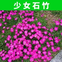 碧鼎耐寒矮生五彩石竹花种子四季种开花耐旱室外庭院花卉花草花籽种子 少女石竹【一斤】