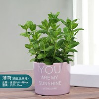 薄荷盆栽水培薄荷叶新鲜可食用迷迭香驱蚊植物室内绿植花卉柠檬草