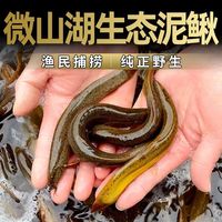 泥鳅鱼微山湖泥鳅鲜活小泥鳅现杀野生纯天然泥鳅鲜活可食用