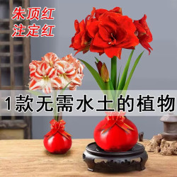 萌肉居 朱顶红 国产种球 自然开花 周长26-29cm 礼盒